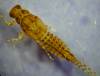Description: Description: Description: Description: Description: Description: Seratella crop