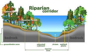 Riparian Cord