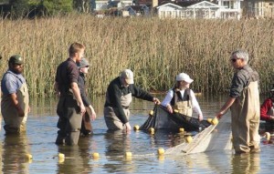 Seining the Carmel River Lagoon in 2010