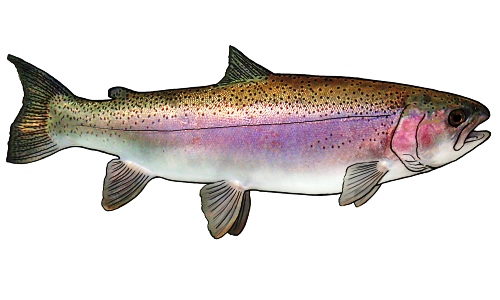 Steelhead